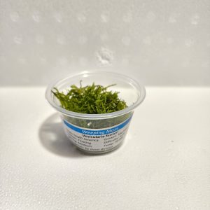 Weeping Moss Portion Cup