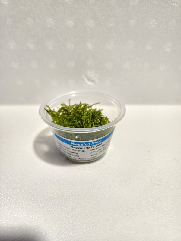 Weeping Moss Portion Cup