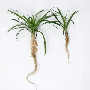Eriocaulon Vietnam