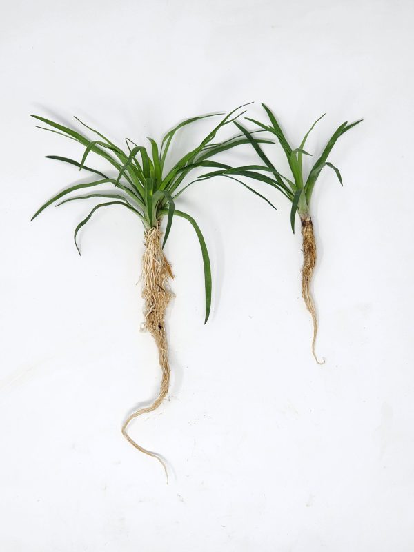 Eriocaulon Vietnam