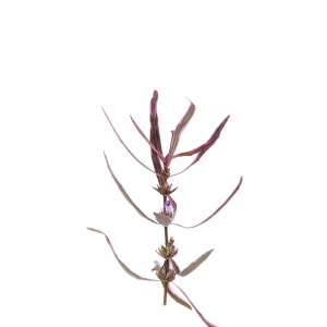 Hygrophila Chai