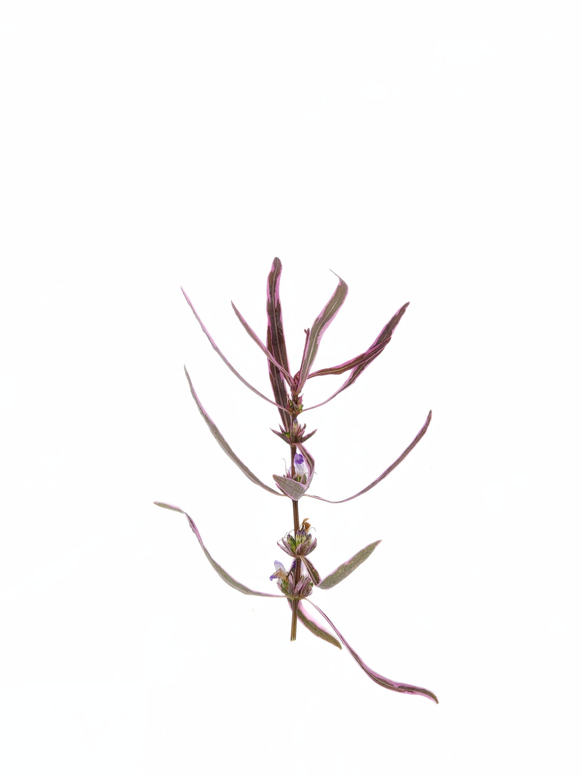 Hygrophila Chai