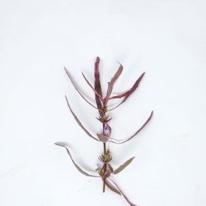 Hygrophila Chai