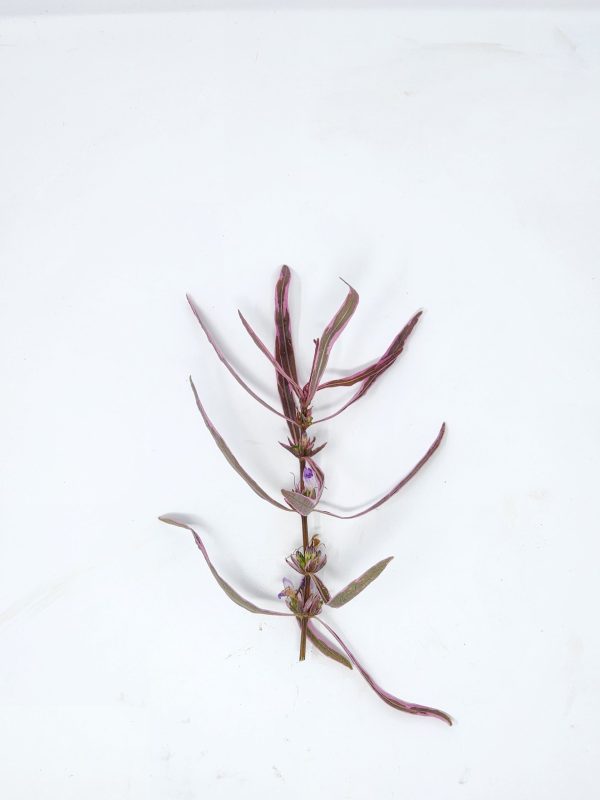 Hygrophila Chai