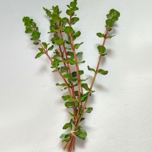 Rotala Blood Red