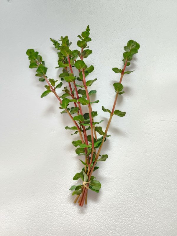 Rotala Blood Red