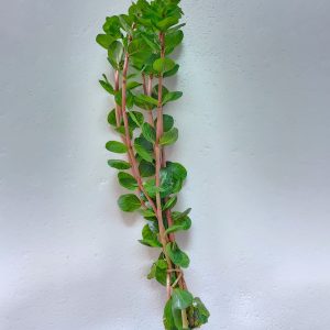 Rotala Orange Juice