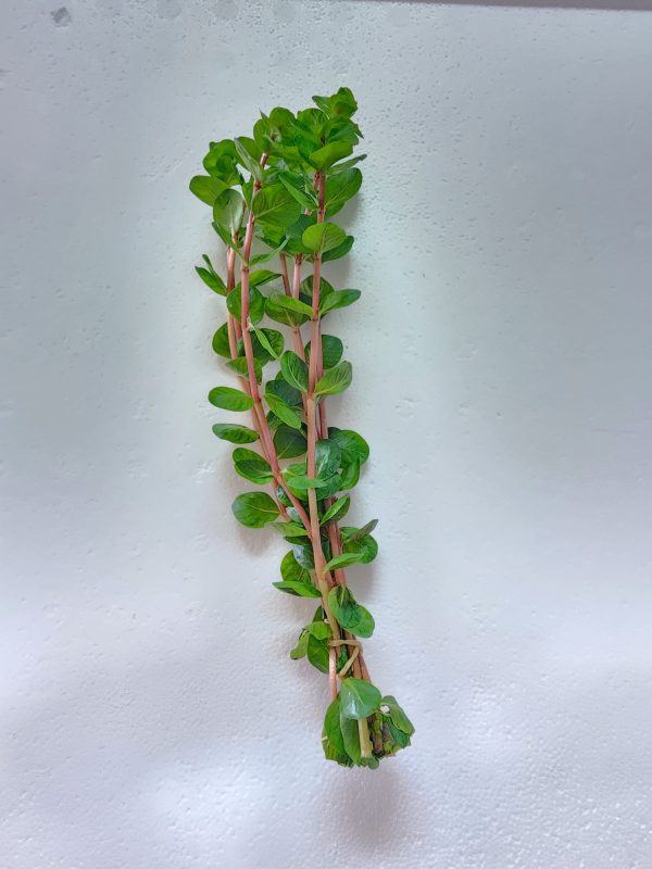 Rotala Orange Juice