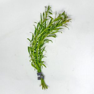 Rotala Red Cross