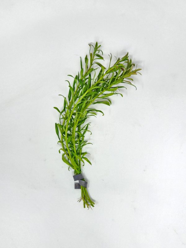 Rotala Red Cross