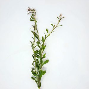 Samolus parviflorus