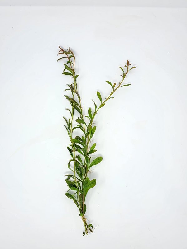 Samolus parviflorus