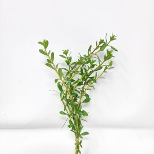 Cuphea Anagalloidea