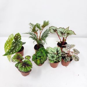 2" Begonia