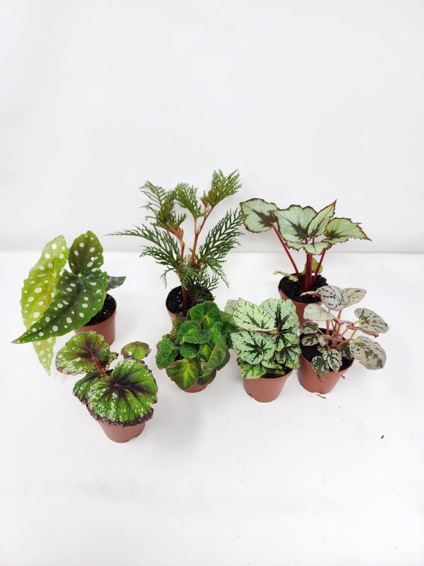 2" Begonia