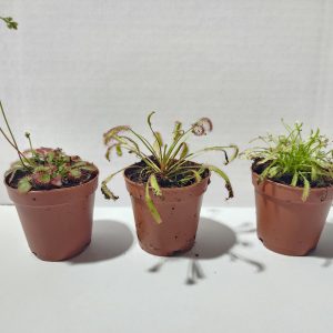 2" Sundew
