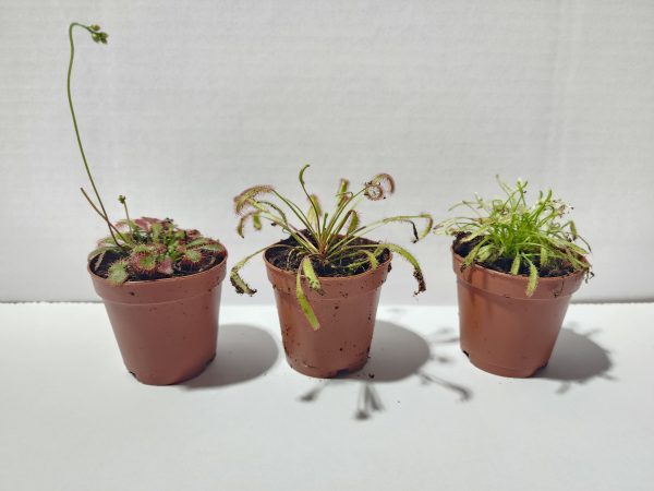 2" Sundew