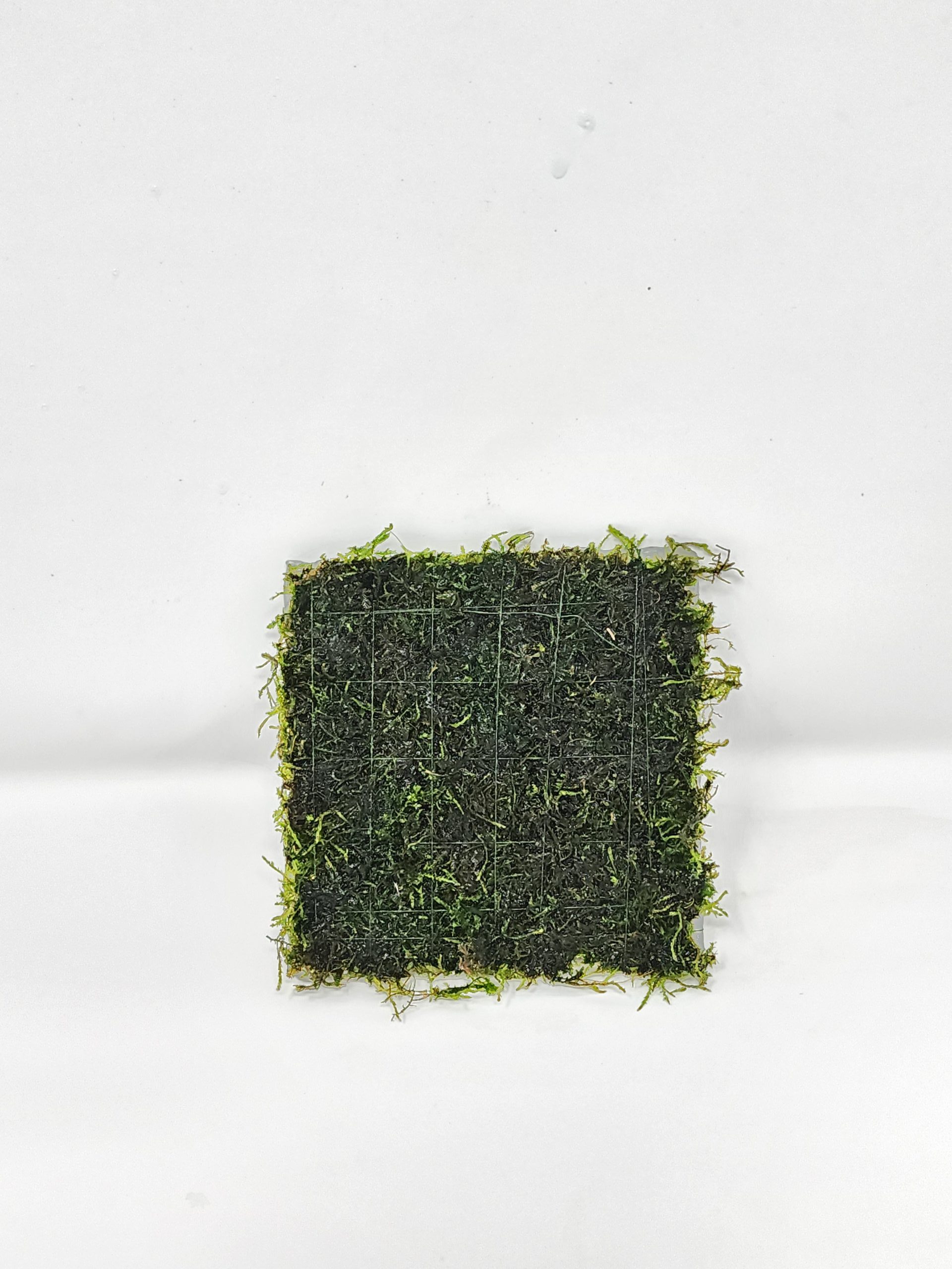 Christmas Moss 3x3" Mat