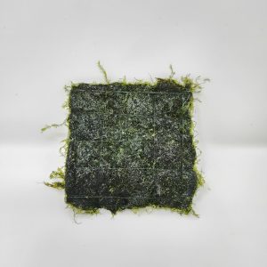 Fissidens Fontanus 3x3" Mat