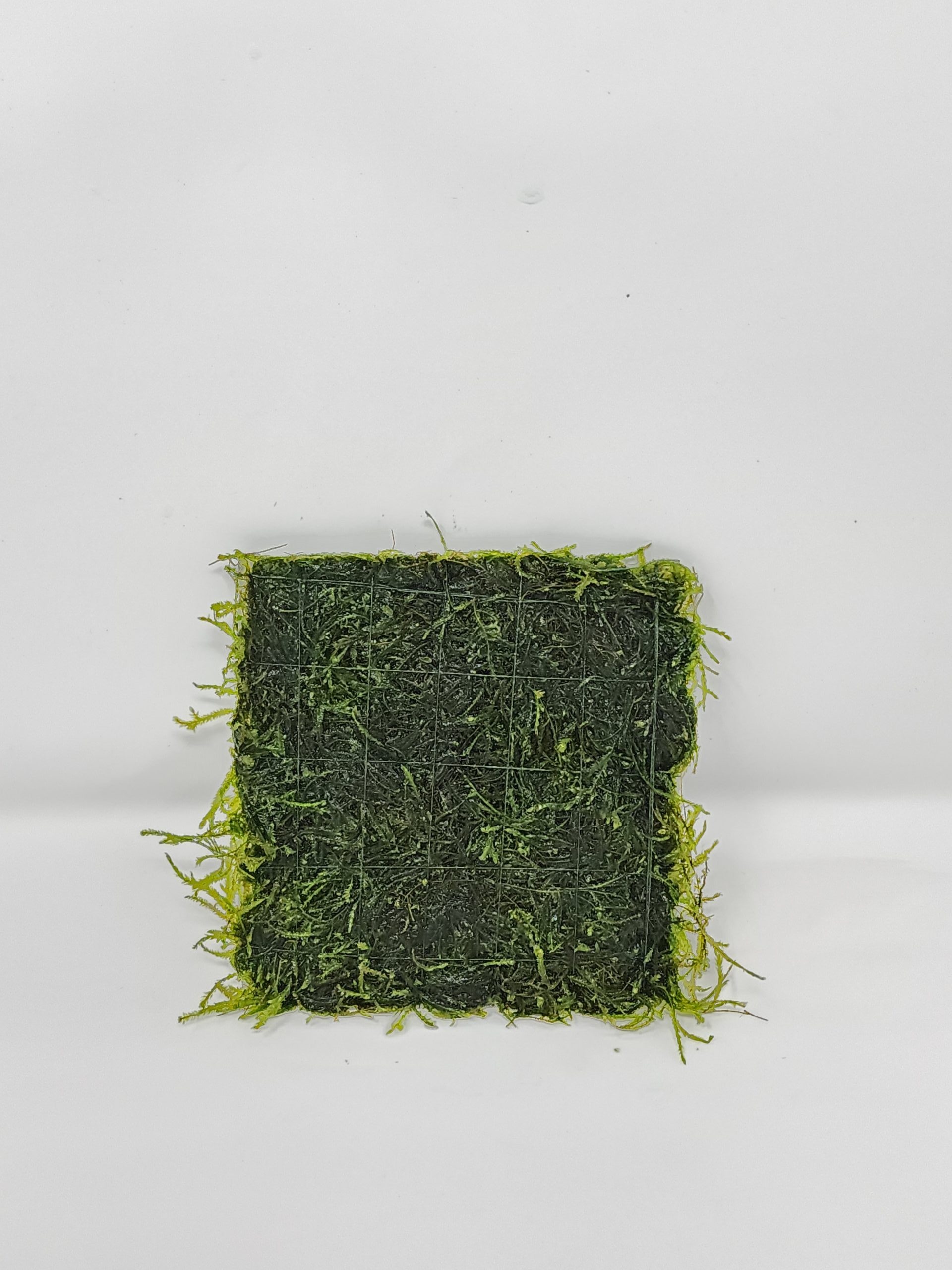 Peacock Moss 3x3" Mat
