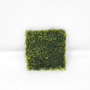 Weeping Moss 3x3" Mat