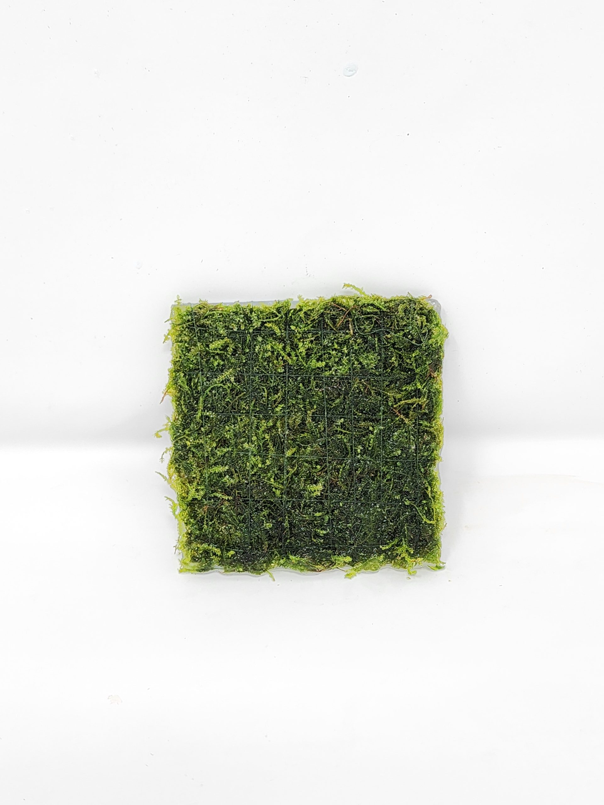 Weeping Moss 3x3" Mat