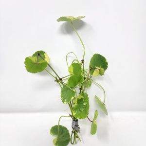 Pennywort Variegated