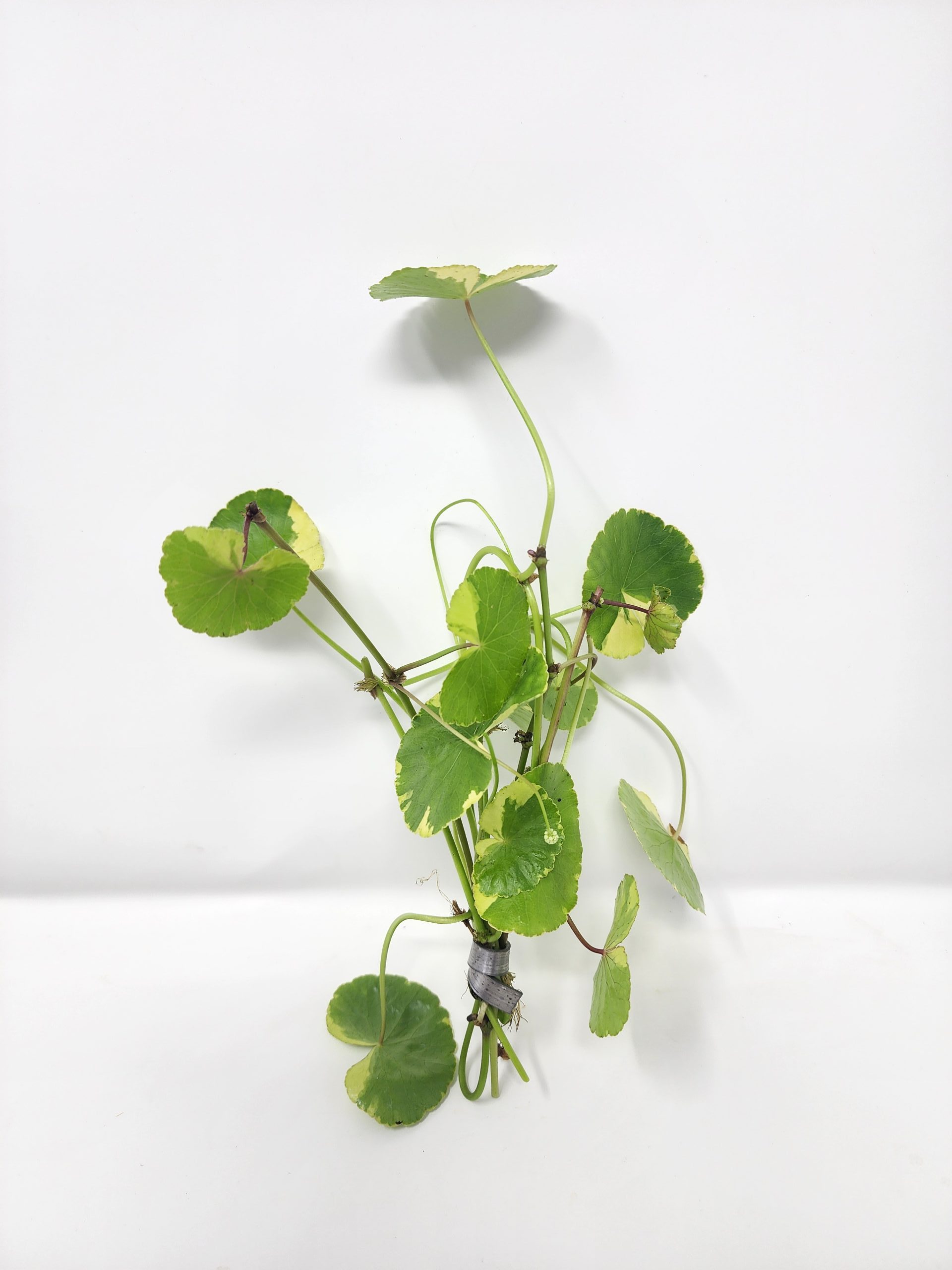 Pennywort Variegated