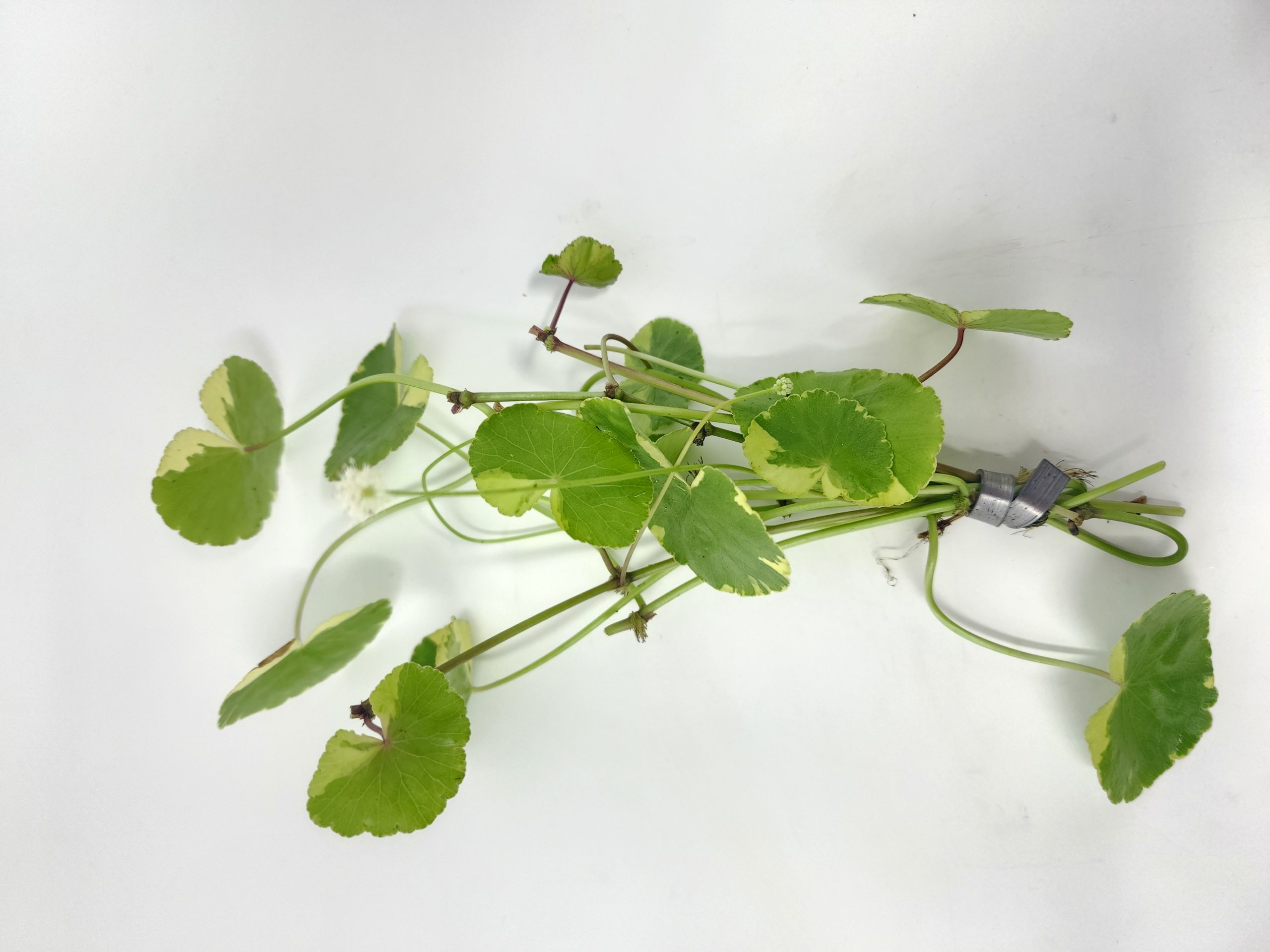 Pennywort Variegated - Image 2