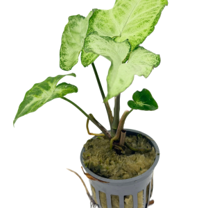 POT - Arrowhead Asst ;  Syngonium sp (Nephthytis)