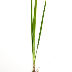 Cyperus Helferi