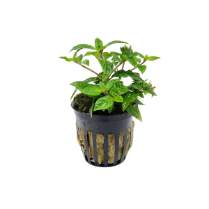 Potted Staurogyne 'Porto Velho'