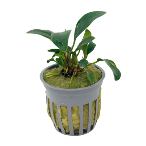 Potted Anubias Afzelii