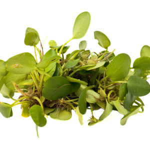 Amazon Frogbit (Limnobium laevigatum)