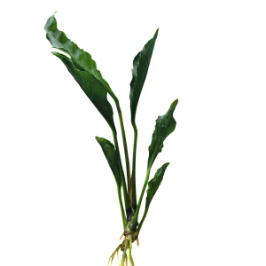 Anubias Supernova