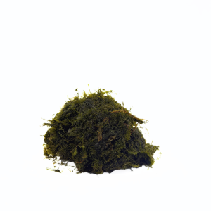 Portion Cup: Fissidens Fontanus