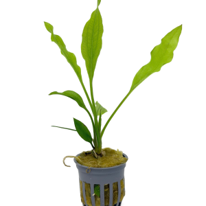 Potted Grandifolius (Rangeri)