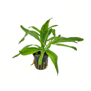 Potted Hygro- Odora (Hygrophila odora)