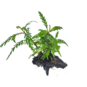 Hygro Pinna on Driftwood