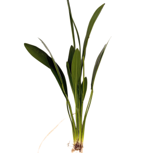 Muricatus (Echinodorus sp. Muricatus)