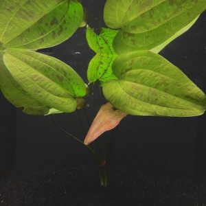 Stardust (Echinodorus Stardust)