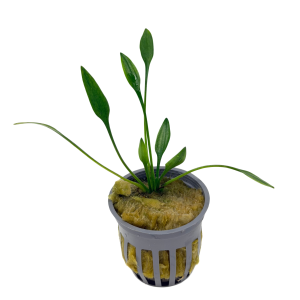 Potted Cryptocoryne Parva