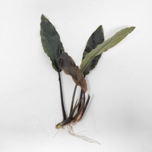 Lagenandra Keralensis