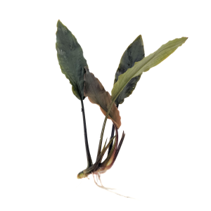 Lagenandra Keralensis