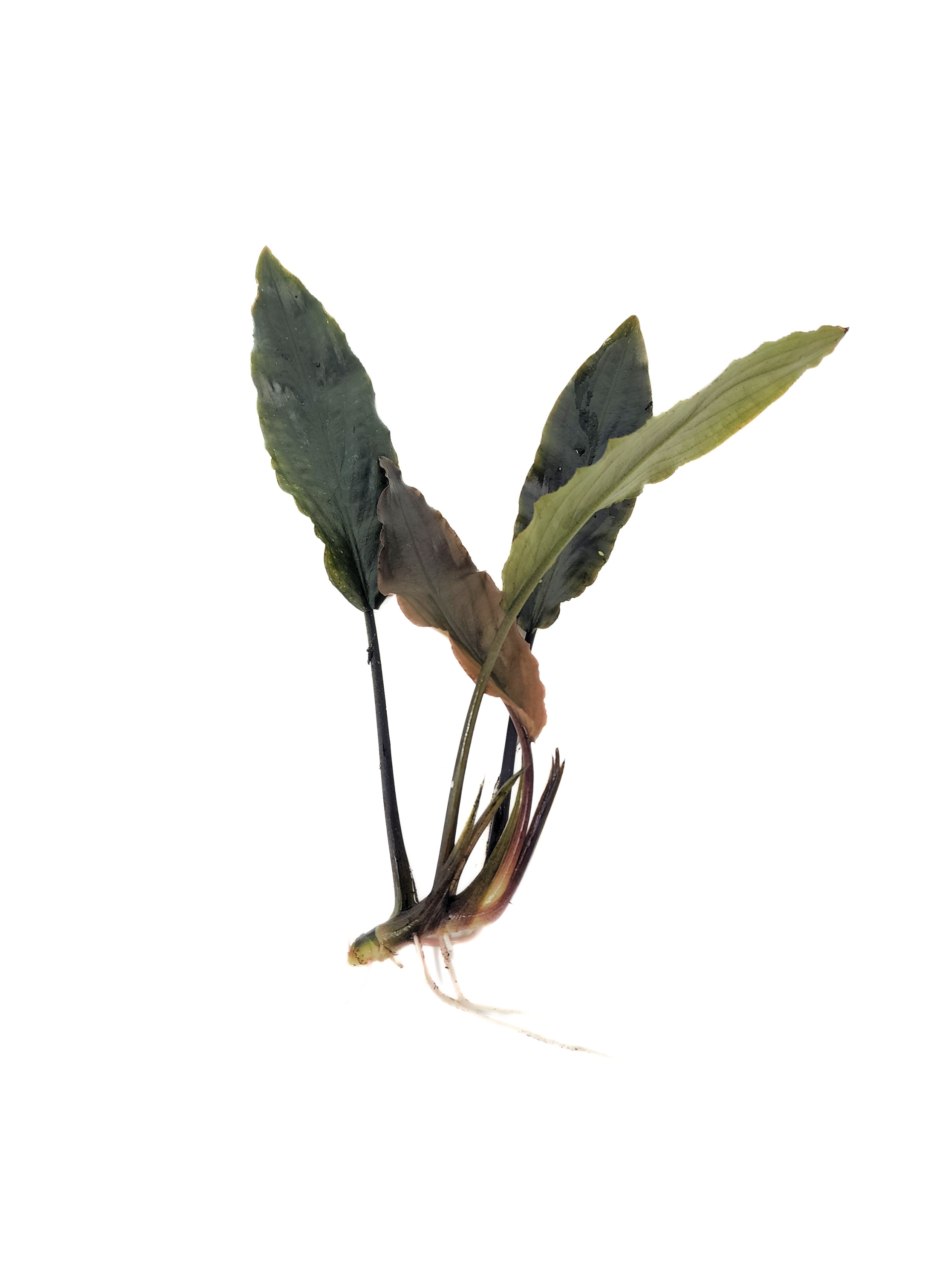 Lagenandra Keralensis