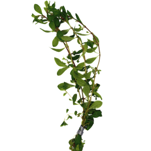 Ludwigia Curly