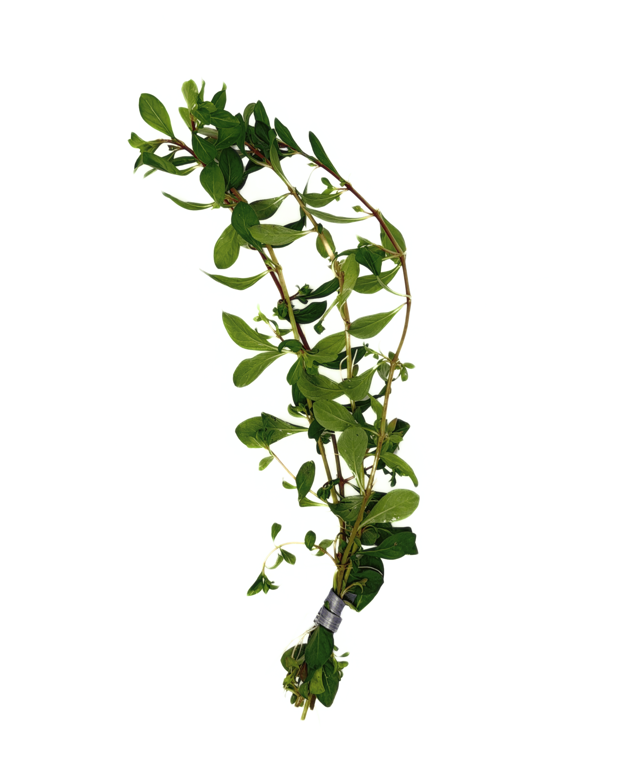 Ludwigia Curly