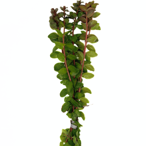 Ludwigia Senegalensis