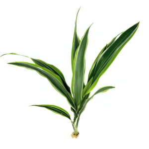 Dracaena Lemon Lime (Dracaena warneckii)