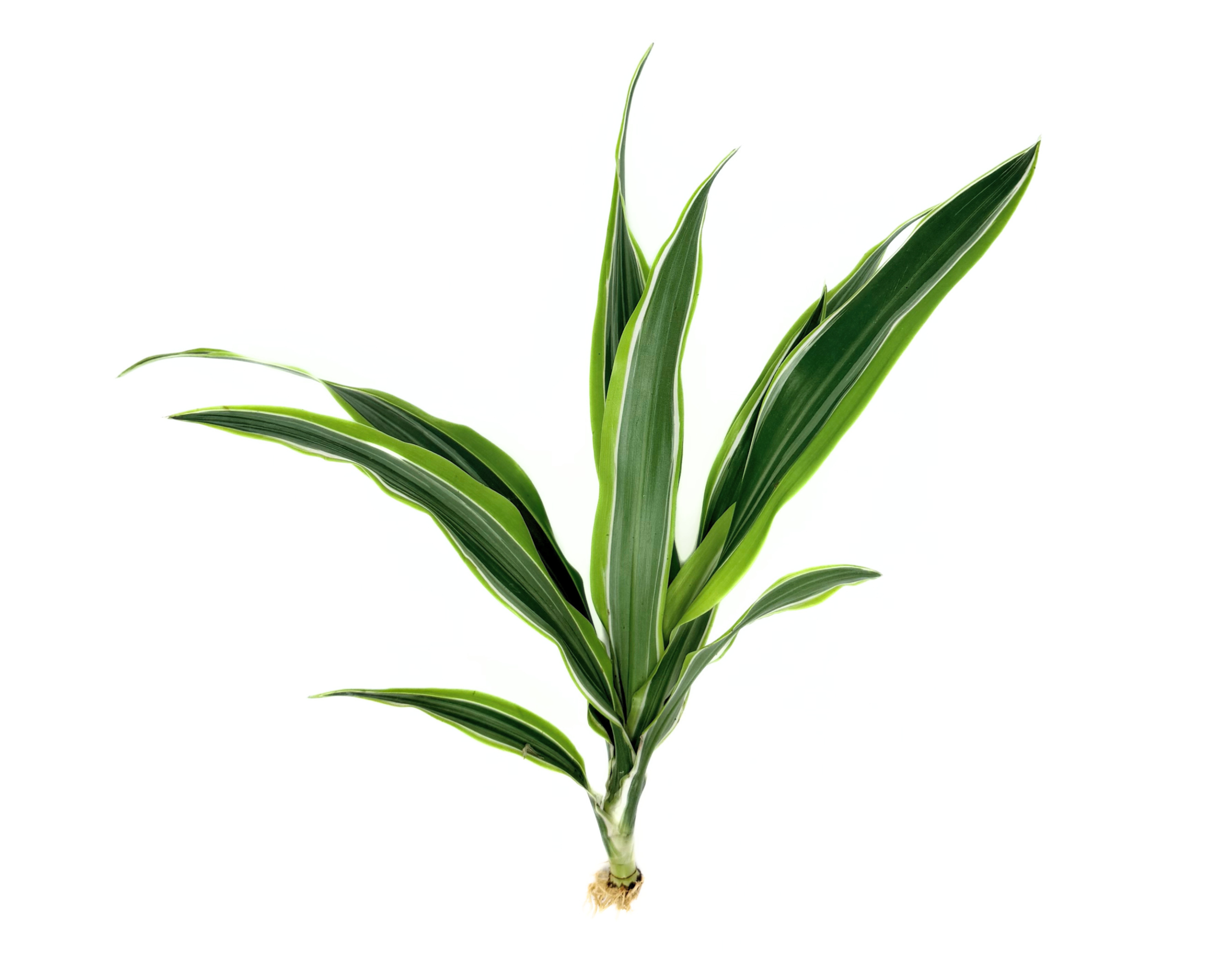 Dracaena Lemon Lime (Dracaena warneckii)